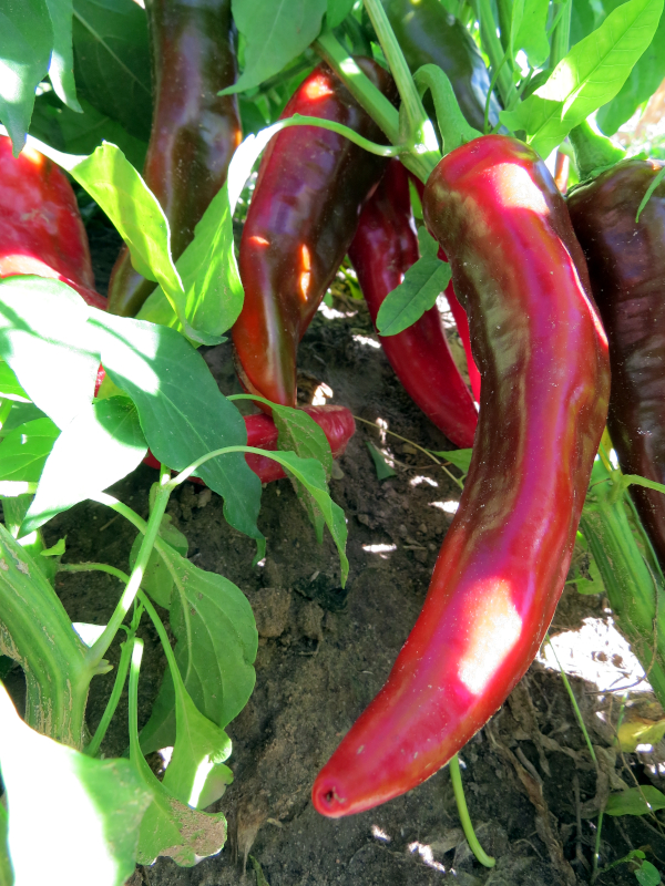 Epigenetics in Food Crops An Introduction