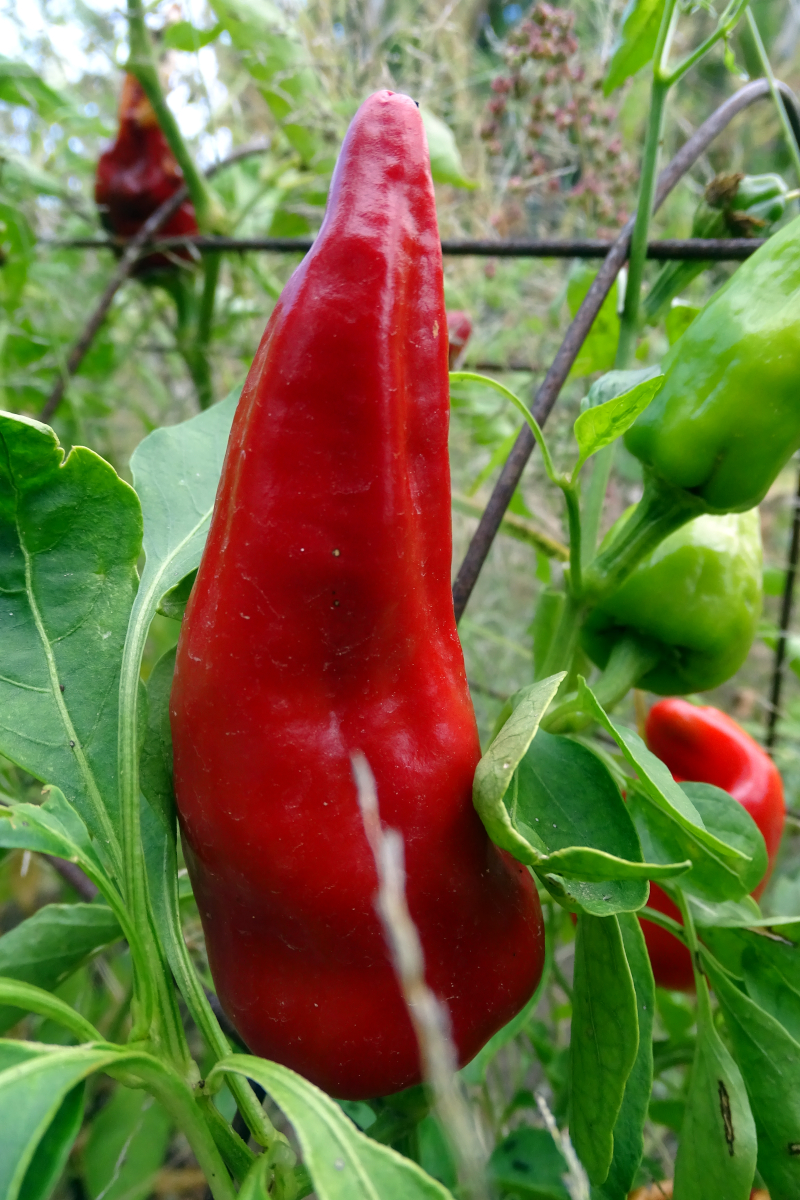 Aji Mirasol Colorado [packet] - $5.50 : J and L Heritage, The Art of ...