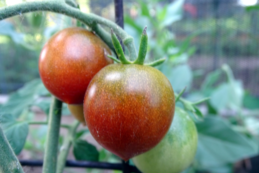 Bellarubin Cherry