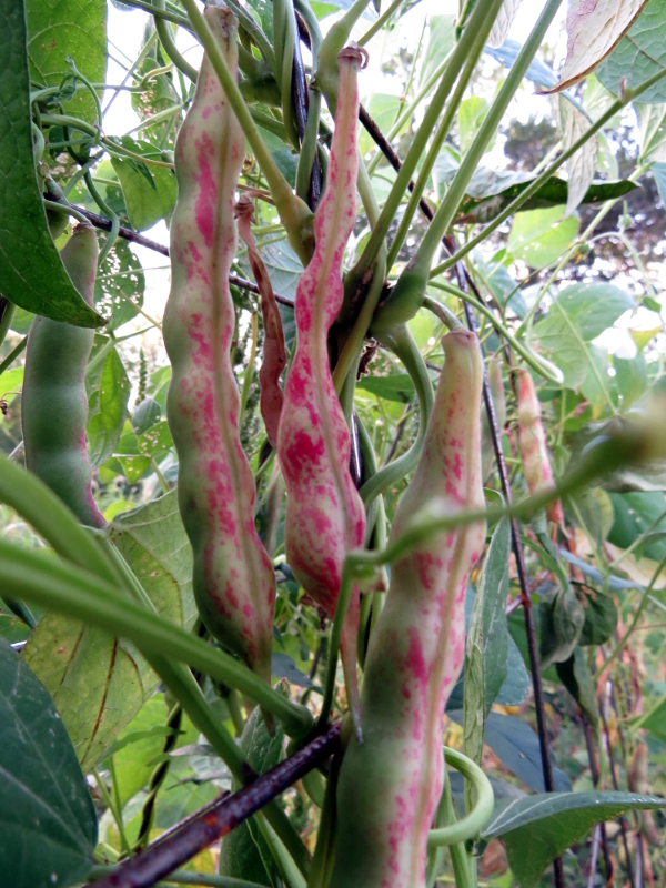 Borlotti di Gaston [packet] - $5.75 : J and L Heritage, The Art of Gardening
