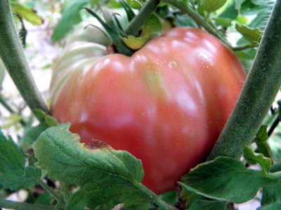 Cherokee Purple