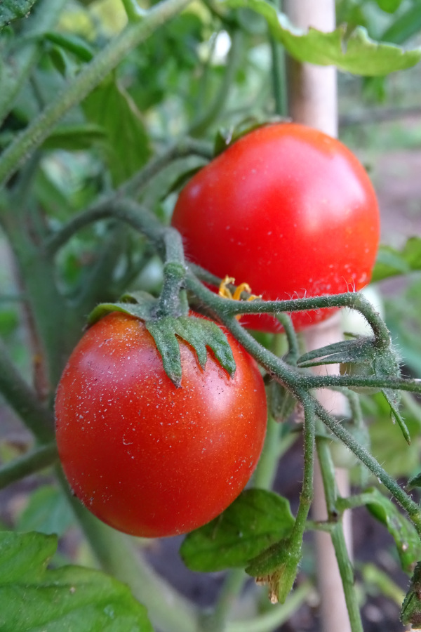 Datterino drying tomato