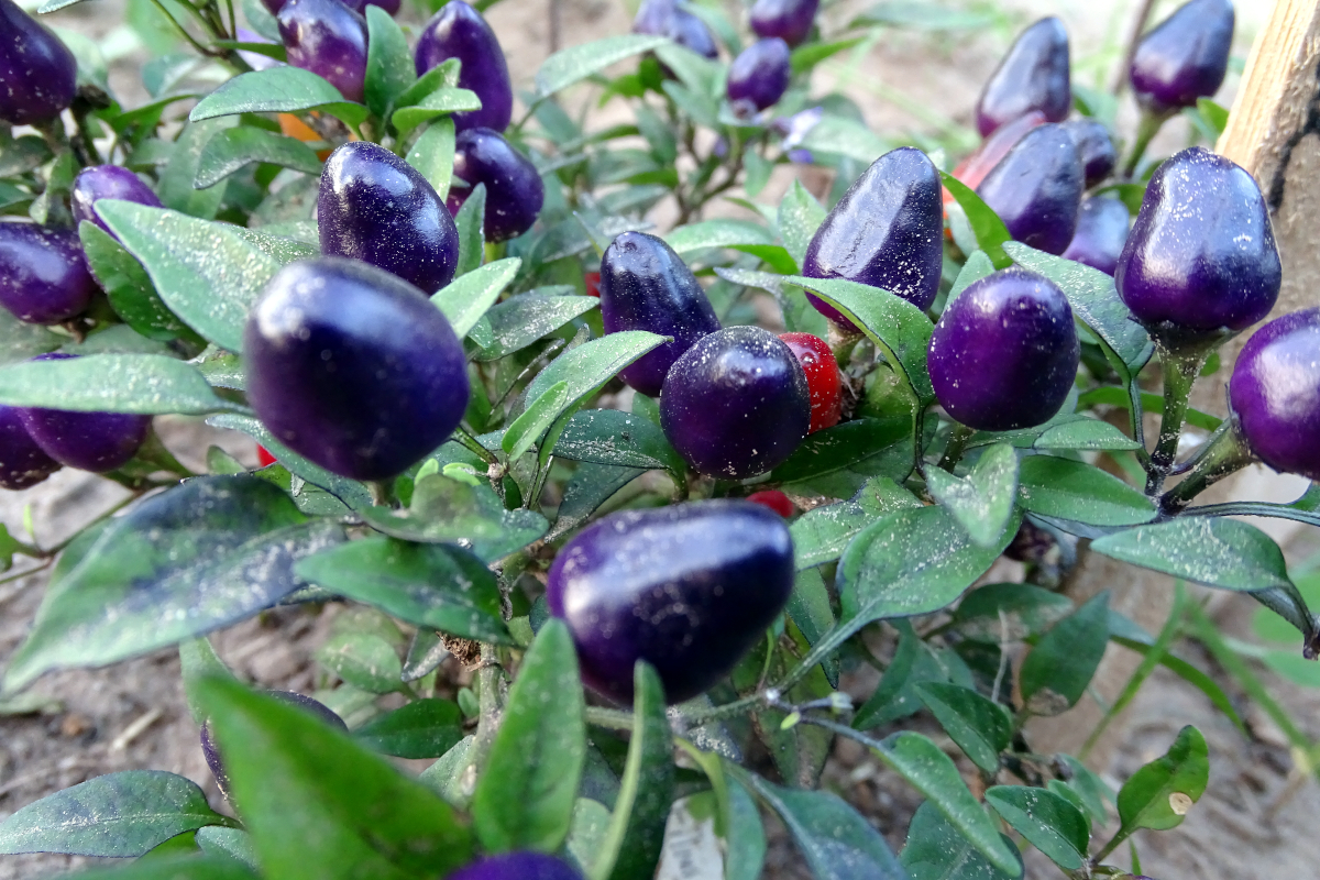 Filius Blue pepper [packet] - $5.50 : J and L Heritage, The Art of ...