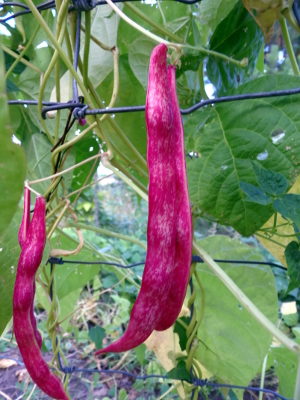Flambeau Bush Bean