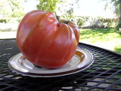 Maria Amazileties Giant Red
