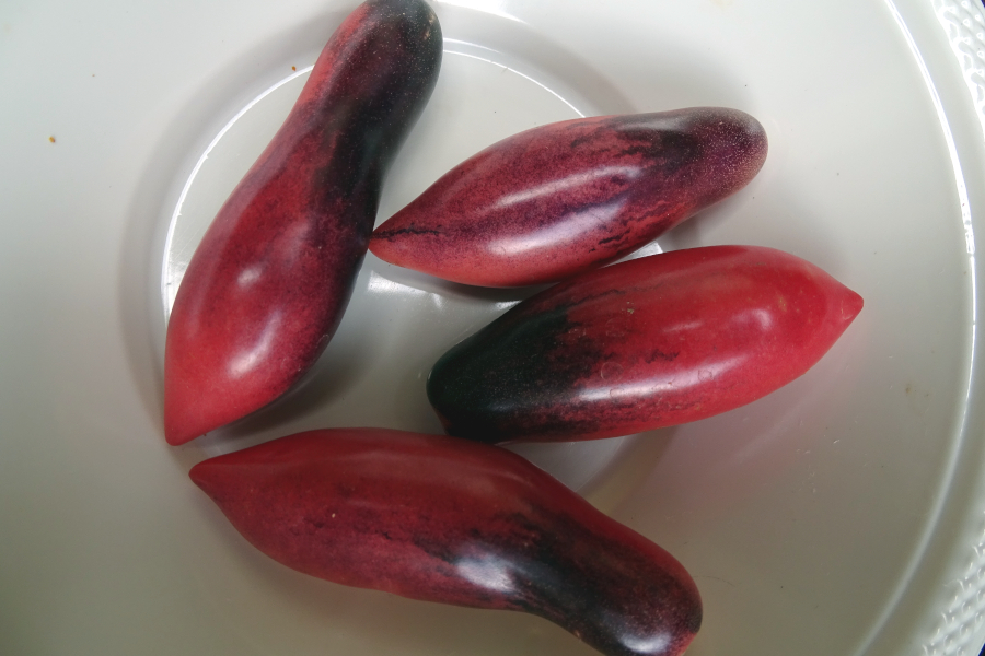Plumsicle tomato