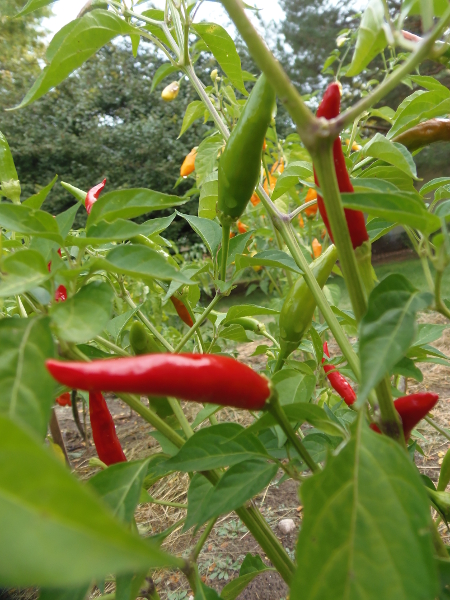 Serrano pepper