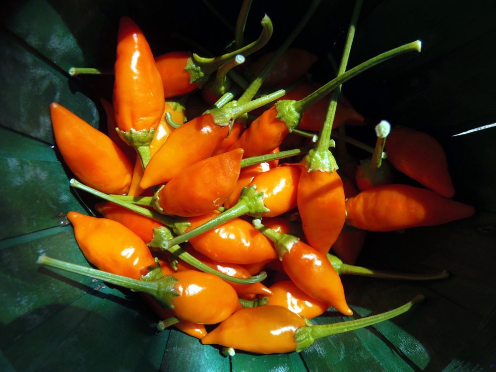 Tabasco pepper